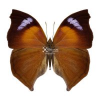SALAMIS ANTEVA